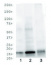 H3T3pK4ac | Histone H3 (ac Lys4, p Thr3)